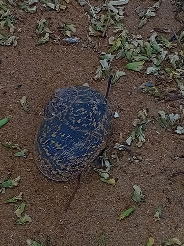 Cornu aspersum