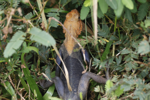 Peters's Rock Agama