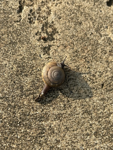 Siamese Common Snail