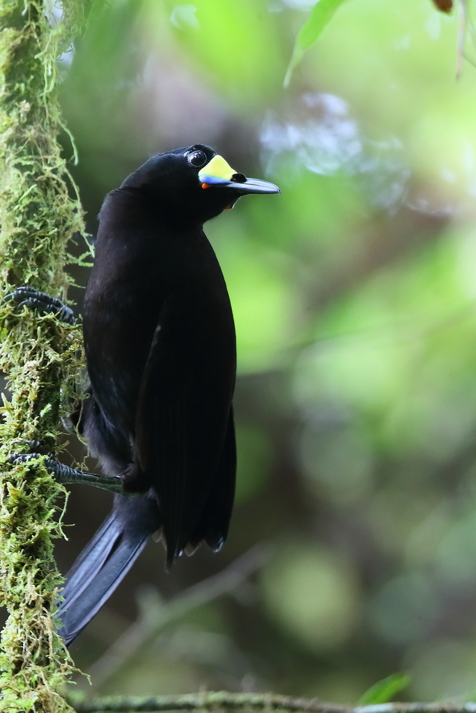 Long-tailed Paradigalla photo