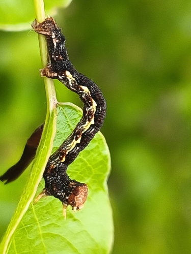Mottled Umber