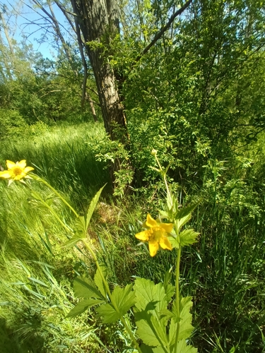 Wood Avens