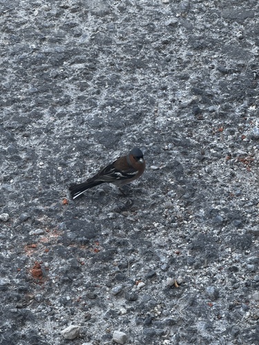 Common Chaffinch
