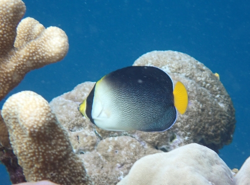 Chaetodontoplus mesoleucus