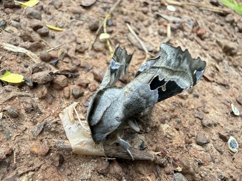 Ornamented hawkmoth