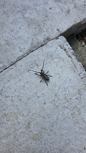 Morimus funereus