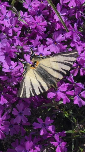 Scarce Swallowtail