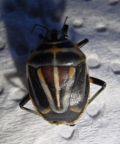 Afrania brachyptera