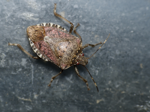 Brown Marmorated Stink Bug