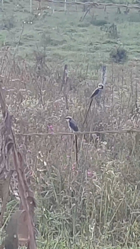 Streamer-tailed Tyrant