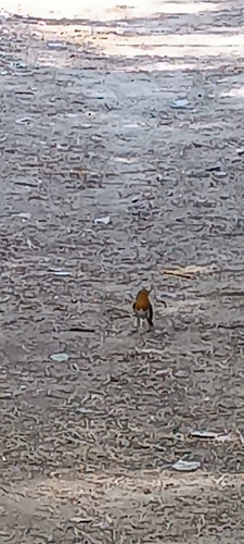 Liepsnelė