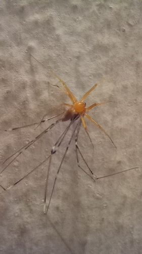 Cosmopolitan Spider Hunter