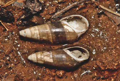 Microcolpia daudebartii