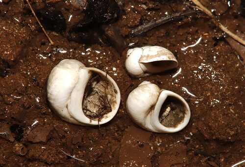 Gravel Snail