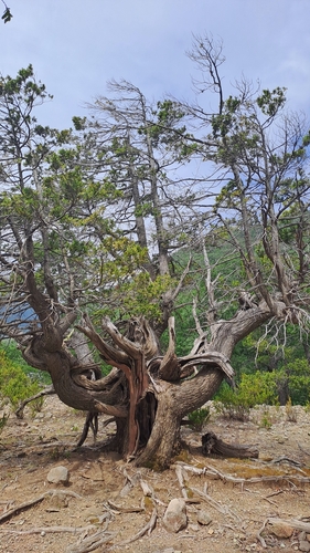 Cordilleran cypress