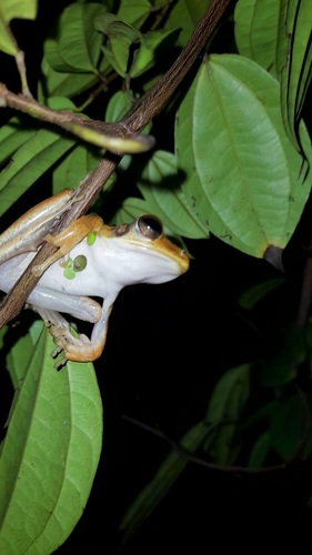 Common Hourglass Tree Frog
