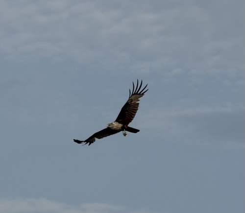 Brahminy Kite