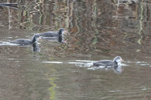 Avistamiento Fulica atra