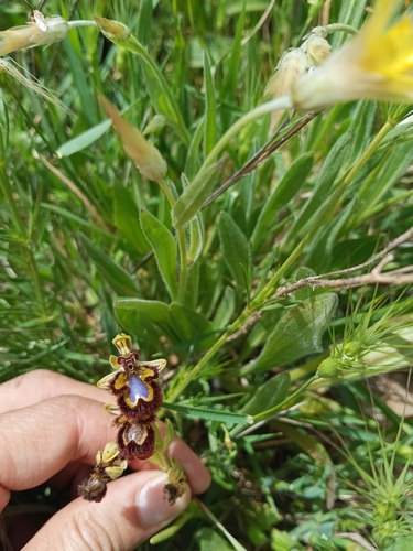 Mirror orchid