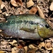 Trichromis salvini - Photo 由 Rolando Chavez 所上傳的 (c) Rolando Chavez，保留所有權利