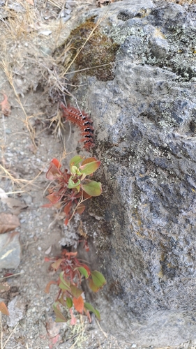 Ormiscodes cinnamomea