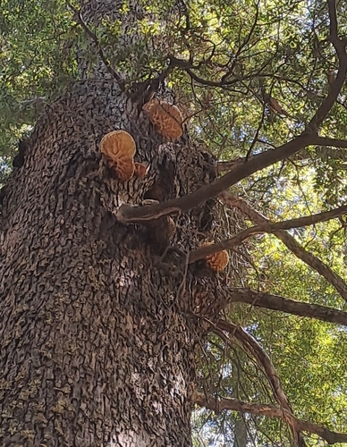 Shelf Fungi