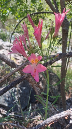 Peruvian Lily