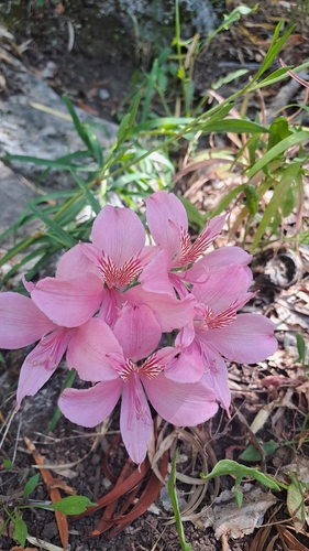 Alstroemeria presliana