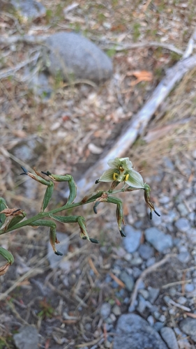 Gavilea glandulifera