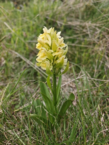 Elder-flowered Orchid