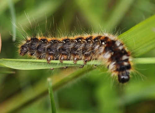 Eastern Eggar