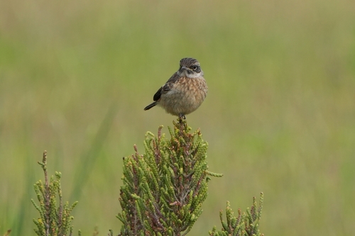 Avistamiento Saxicola rubicola