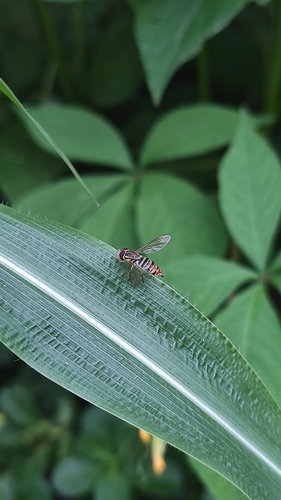Maize Calligrapher