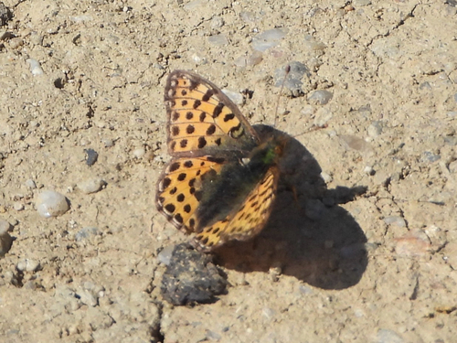 Queen of Spain Fritillary