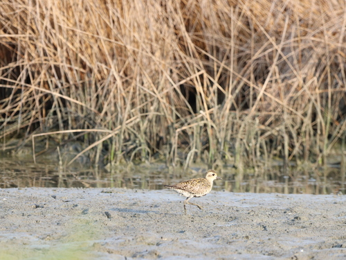 Pacific Golden-Plover