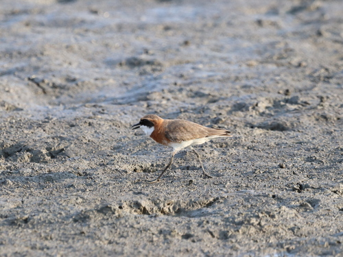 Tibetan Sand-Plover
