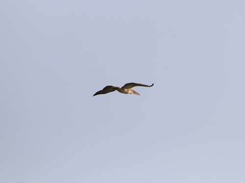 Spot-billed Pelican