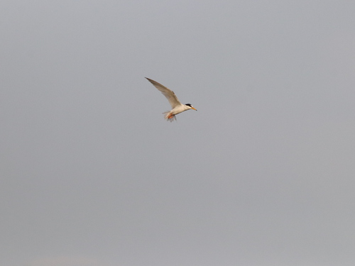 Little Tern