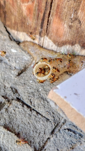 Narrow Stingless Bee