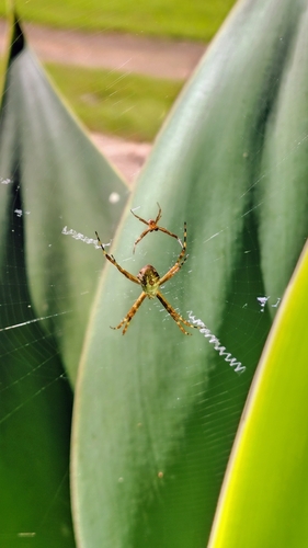Silver Garden Orbweaver