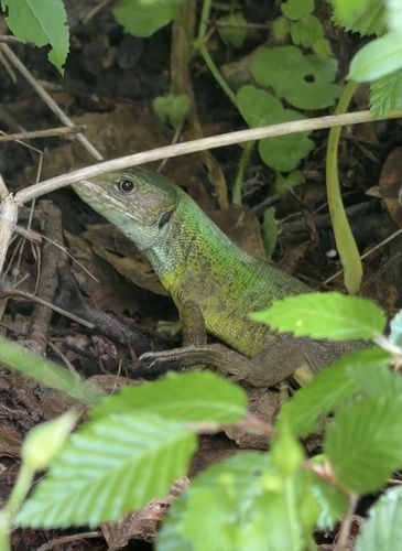Green Lizard