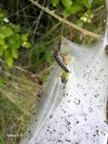 Small Eggar