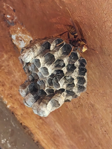 Executioner Paper Wasp