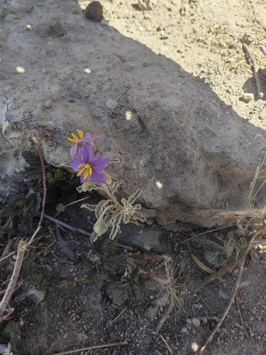 silverleaf nightshade