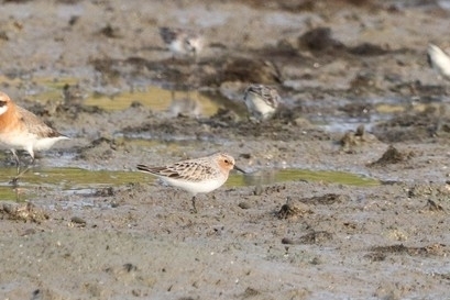 Red-necked Stint