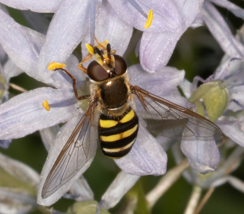 Long-tailed Aphideater Complex