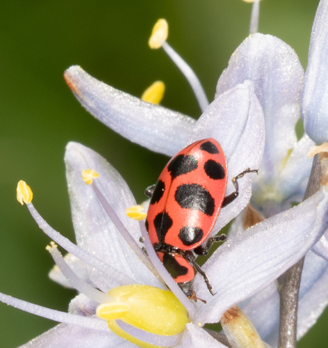 Spotted Pink Lady Beetle