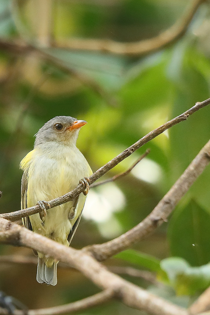 Obscure Berrypecker photo