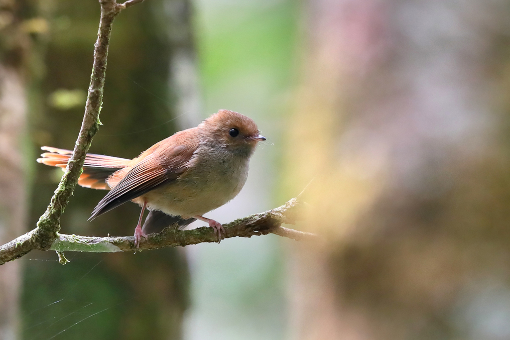 Dimorphic Fantail photo