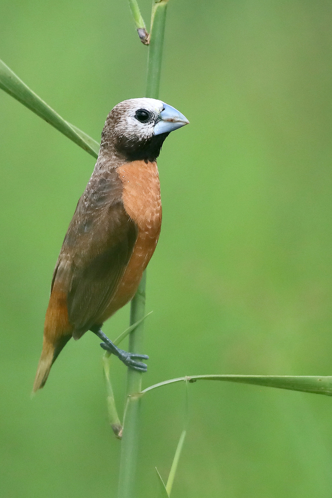 Gray-crowned Munia photo